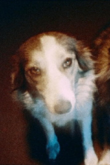 Pup y pup Trailer