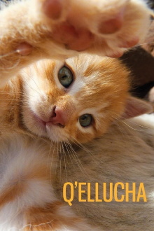 Q’ellucha Trailer