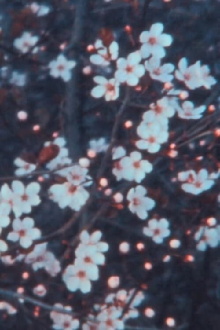 Quarantine Spring Trailer