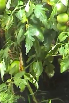 Rain Trailer