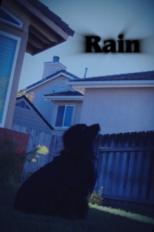Rain Trailer