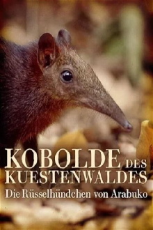 Rainforest Pixies: The Mysterious Rhynchocyon Shrew of Arabuko Trailer