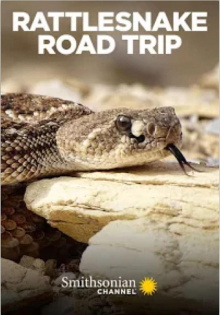 Rattlesnake Road Trip Trailer