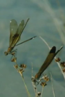 Raumkonkurrenz bei der Prachtlibelle Calopteryx haemorrhoidalis Trailer