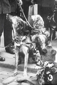 Red Cross Dogs Trailer
