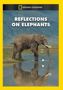 Reflections on Elephants Trailer
