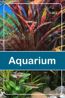 Relaxing Aquarium Trailer