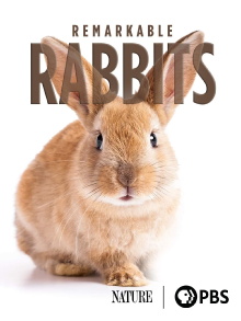 Remarkable Rabbits Trailer