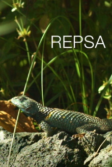 Repsa Trailer