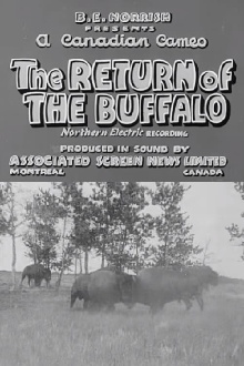 Return of the Buffalo Trailer