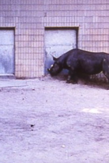 Rhinoceroses Trailer