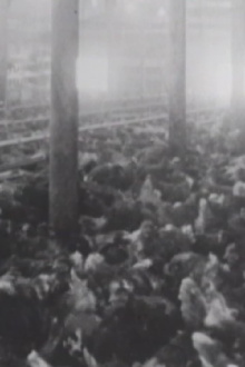 Rhode Island Red Trailer