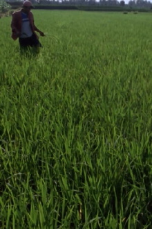 Rice for Sale Trailer
