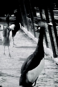 Ritm-Zoo Trailer