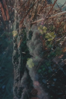 River Film Trailer