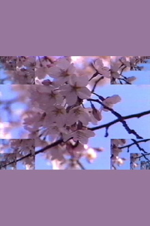 Rock Video: Cherry Blossom Trailer
