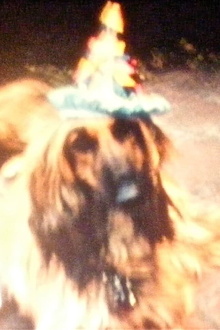 Ron Amok (Dog Party) Trailer