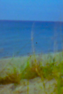 Roses, Pink and Blue Trailer