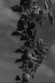 Ruhnu Trailer