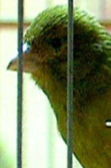 Russian Canary Trailer