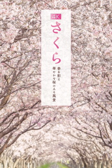 Sakura Trailer