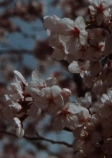 Sakura, Sakura Trailer
