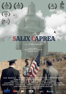 Salix Caprea Trailer