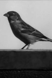 Sally the Sparrow Trailer