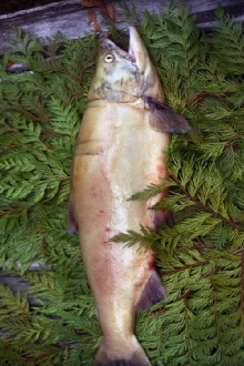 Salmon Trailer