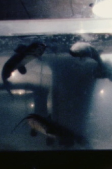 Salt Water Trailer