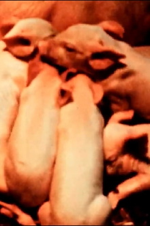 Scales of Being - Ed Emshwiller's Relativity Trailer