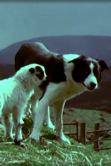 Schafzucht im schottischen Hochland - Lammzeit Trailer