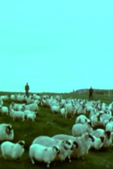 Schafzucht im schottischen Hochland - Schur und Auktion Trailer