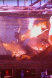 Schätze aus dem Meer - Unentbehrlicher Fisch Trailer