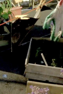 Sculpture Garden Trailer