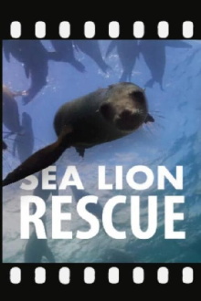 Sea Lion Rescue Trailer