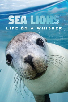 Sea Lions: Life By a Whisker Trailer