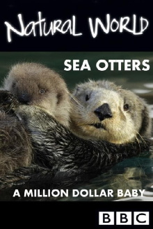 Sea Otters: A Million Dollar Baby Trailer