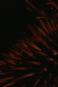 Sea Urchins Trailer