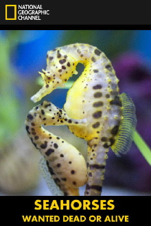 Seahorses: Wanted Dead or Alive Trailer