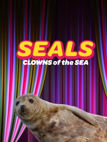 Seals - Clowns of the Sea Trailer