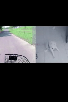 Search My White Dog Trailer