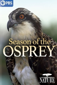 Season of the Osprey Trailer