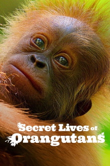 Secret Lives of Orangutans Trailer