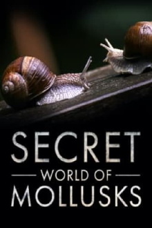 Secret World of Mollusks Trailer