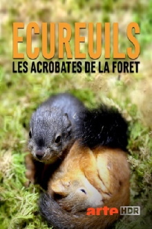 Secrets of Squirrels Trailer