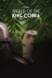 Secrets of the King Cobra Trailer