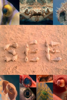 SEE Trailer