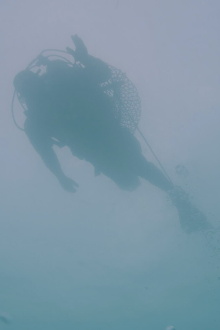 See, See, Sea Trailer