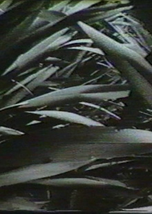 Sensation '77: Mimicry Trailer